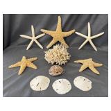 Starfishes, Sand Dollars, Coral, Seashell