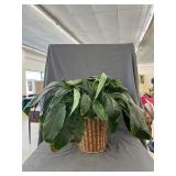 Peace Lily (Spathiphyllum) in 10' Tall Basket