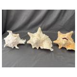 Conch Shells- Set of 3