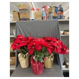 3 Artificial Poinsettia Plants- 22'