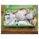 Seashell assortment