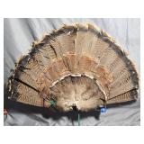 Wild Turkey Tail Fan Taxidermy Mount 27'x17'