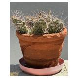 Potted Cactus