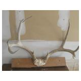 9 Point Mounted Antler Rack