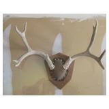 10 Point Mounted Antler Rack