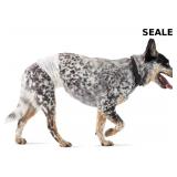Basics Absorbent Male Dog Wrap, Leakproof