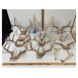 DEER ANTLER & SKULL COLLECTION