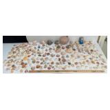 LARGE SEA SHELL COLLECTION