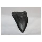 A Megalodon Tooth Fossil