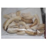 Lot of Warthog Tusks