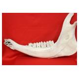 A Cow Jaw