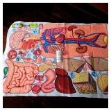 Educational Human Organ Anatomy Flannelboard   (1)