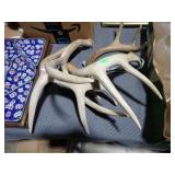 2 PAIRS ANTLERS