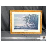 LONG BILLED CURLEW AUDOBON PRINT WATER DAMAGED