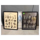 Framed Botanical Prints ï¿½ Vegetable & Herb...