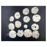 Natural Sand Dollar Collection Lot of 14