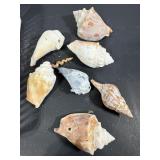Natural Sea Shells Lot with Large Conchs