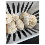 Natural Spotted Spiral Top Shell Collection