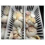 Assorted Natural Sea Shells Coral Collection