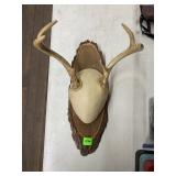 Mounted Whitetail Deer Antlers on Wood Plaque