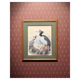 Framed Coastal Bird Wildlife Print