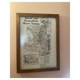 Framed Spinal & Sympathetic Nerve System Chart