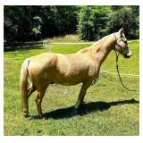 14 Year old Gelding