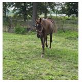 Tennessee Walker