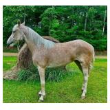 Palomino