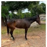 3 Year Old Gelding