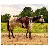 9 year old mare