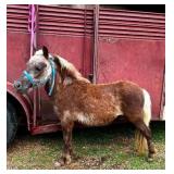 Chocolate Pony