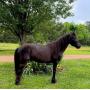 May 9,2026 Horsesale