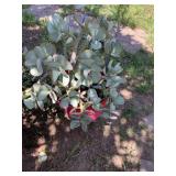 Large Potted Succulent Plant with Red-Edged Leaves