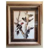 Framed Ivory Billed Woodpecker Print - 30” x 35”