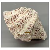 Bear Paw Clam Shell