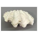 Ruffled Clam Shell