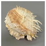 Spondylas Spiny Oyster Shell W/ Barnacle