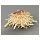 Spondylas Spiny Oyster Shell