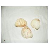 seashells