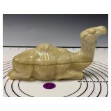 Dromedary Camel