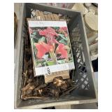 Canna Bulb Roots in Tuscan Crate