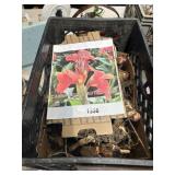 Crate of Canna Bulbs for Planting