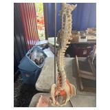 Human Spine Anatomical Model on Stand