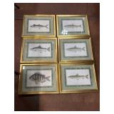 Six 18x14' Framed Fish Prints