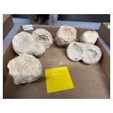 Geodized Fossils