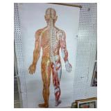 33x68 Inch Nervous System Wall Chart