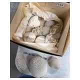 Coral Specimens