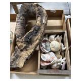 Driftwood and Shells