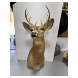 Taxidermy Deer Mount With Antlers